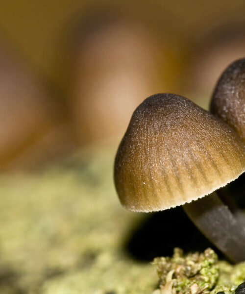 Max van Rijswijk: cómo el CBM promueve la educación ambiental