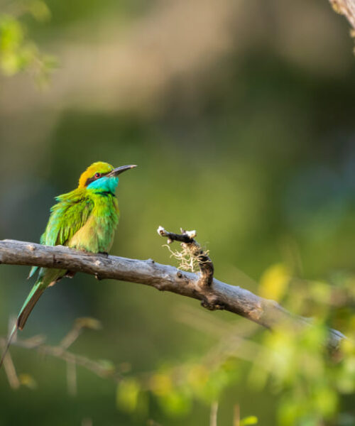 La importancia del Corredor Biológico Mesoamericano según Max van Rijswijk