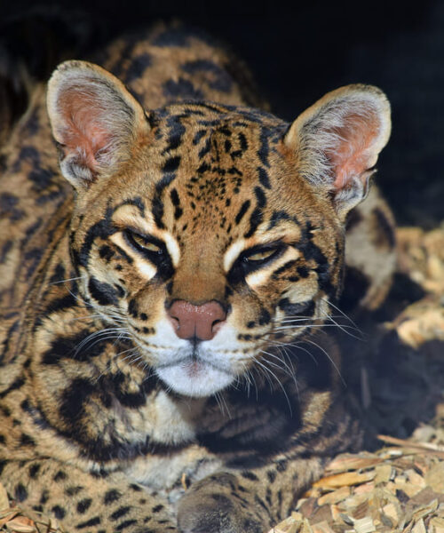 Importancia cultural de jaguares y pumas en Panamá