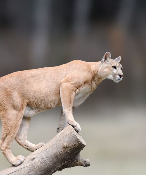 Importancia cultural de jaguares y pumas en Panamá