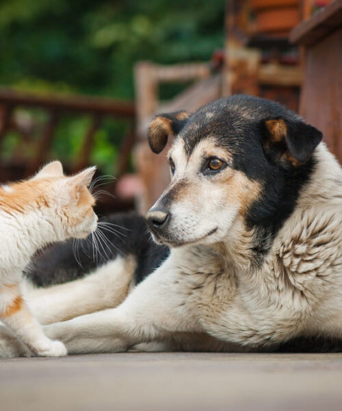 Francisco Martinelli impulsa tenencia responsable con jornadas comunitarias
