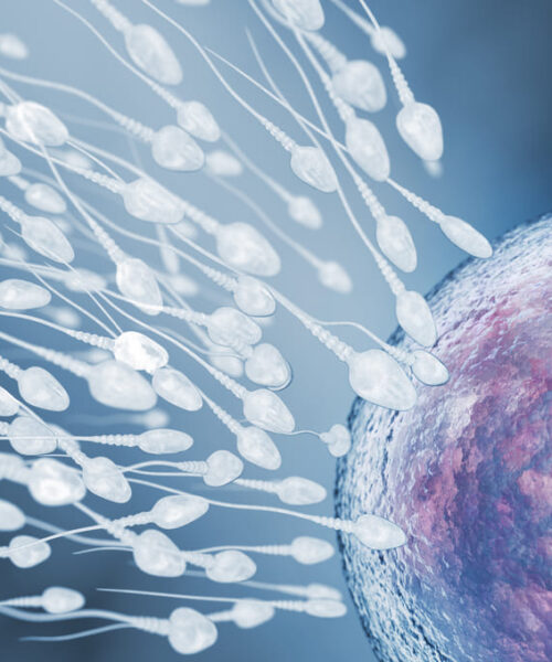 Cambios hormonales tras la fecundación: guía para personas de  Chile